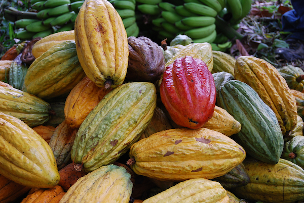 Revealing The Magic of Chocolate - Part III: Cacao & Biodiversity