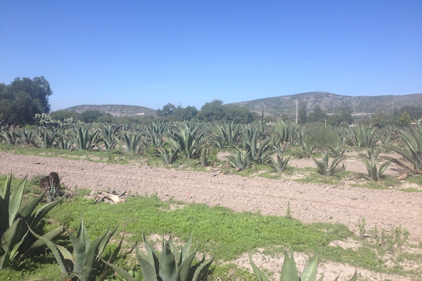 The Agave Growers of Ixmiquilpan - Education & Opportunities [Part 2 of 3]