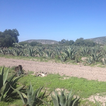 The Agave Growers of Ixmiquilpan - Education & Opportunities [Part 2 of 3]