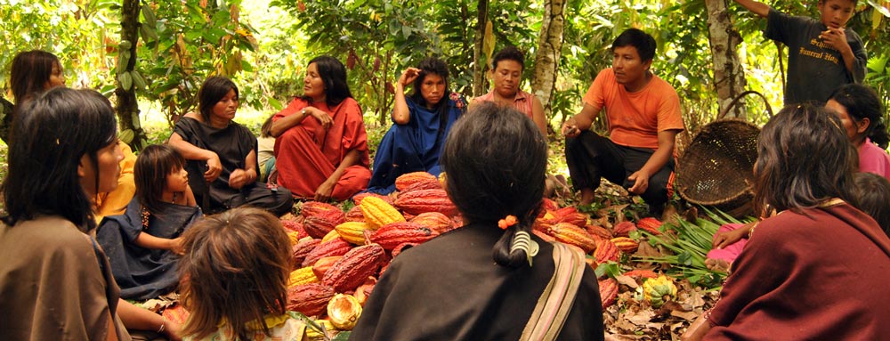 Organic Cacao Harvest
